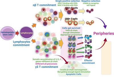 Skin γδ T Cells and Their Function in Wound Healing